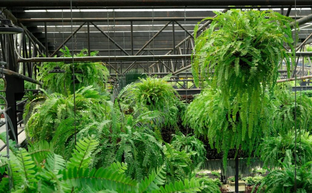 Boston Ferns hanging in pots