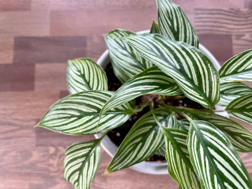 A leafy green calathea plant on a wooden floor