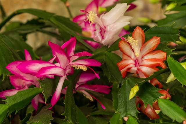 A close up image of a flowering Christmas cactus plant