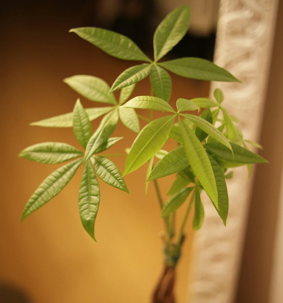 A money tree in a brown pot on a wooden table