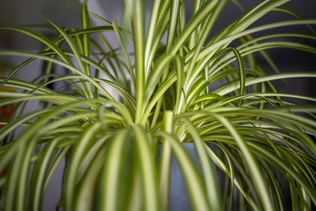 A large spider plant in a blue pot