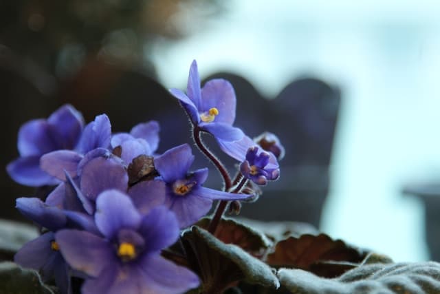 a close up image of a flowering African violet plant