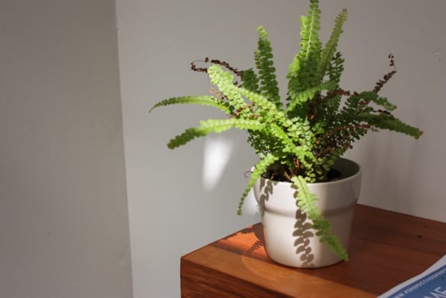  boston fern in a white pot on a wooden side table