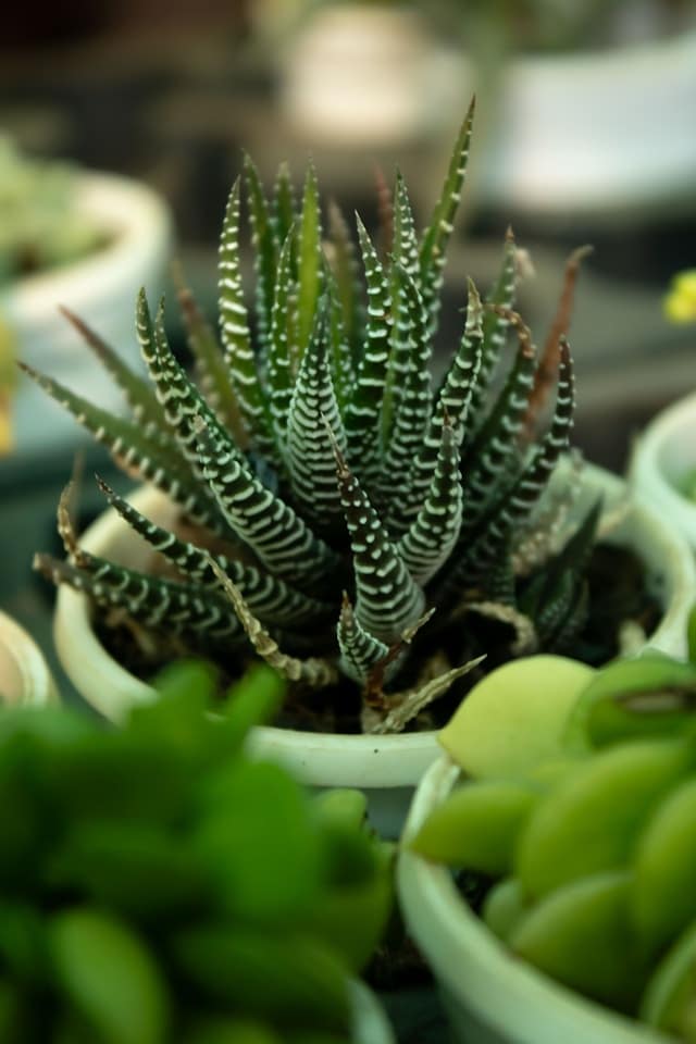 a haworthia plant in a pot surrounded by other succulent plants 