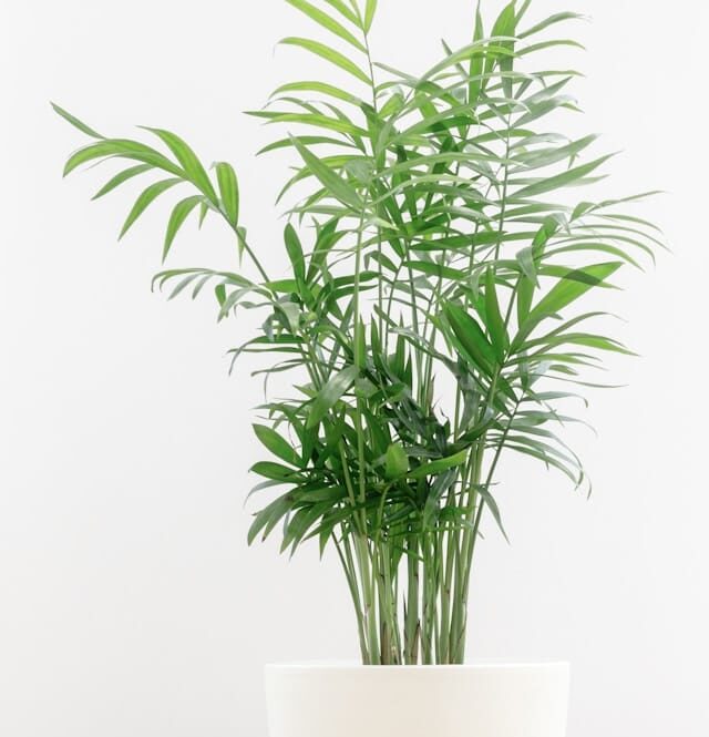 a parlor palm in a white pot