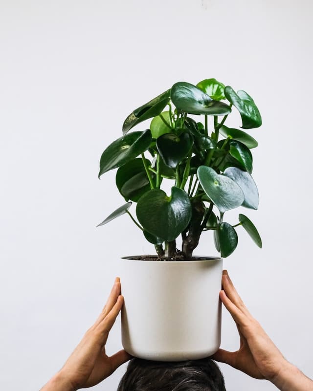 A man holding a jade peperomia plant in a white pot above his head