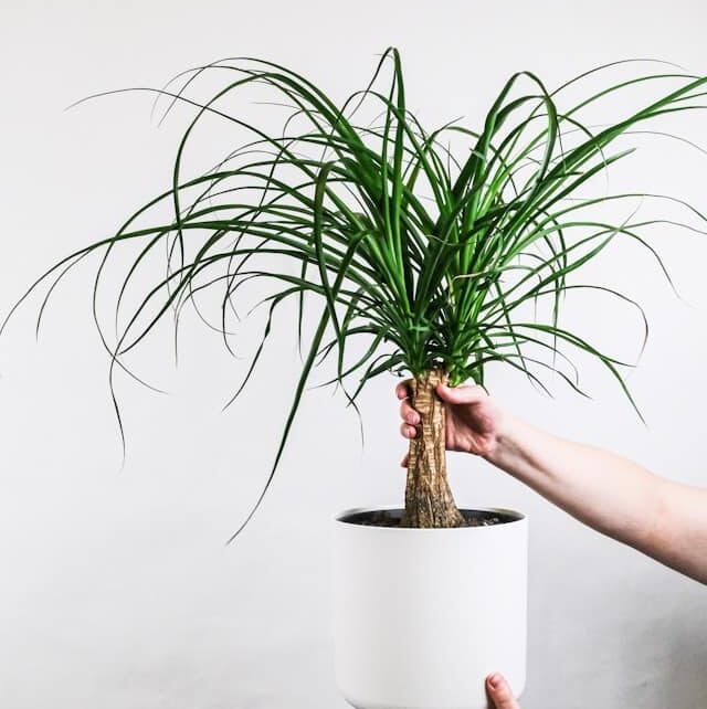 A pair of hands holding a ponytail palm in a white pot